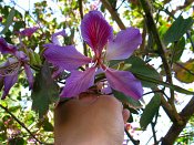 summer photograph Orchideeenboom__Bauhinia variegata__Orchid_treeimg_6980.jpg